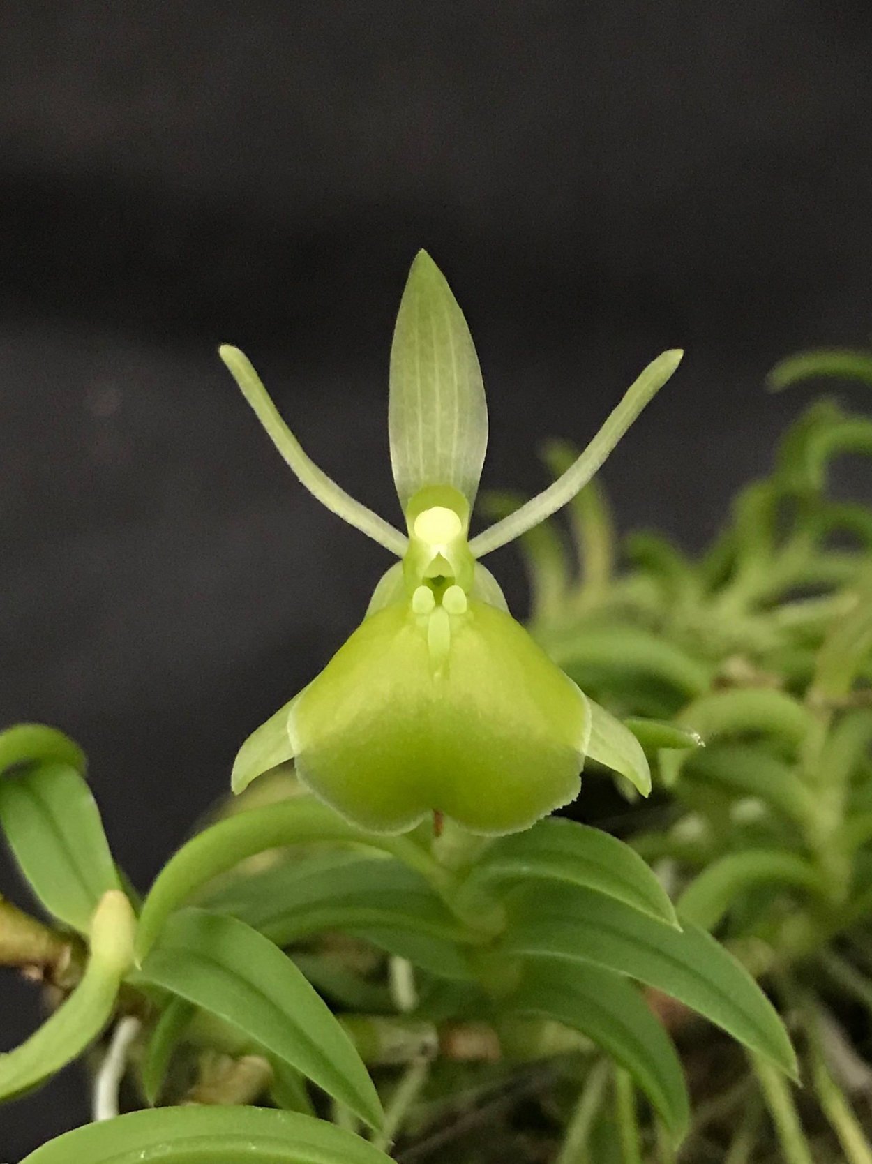 Орхидея фисташка