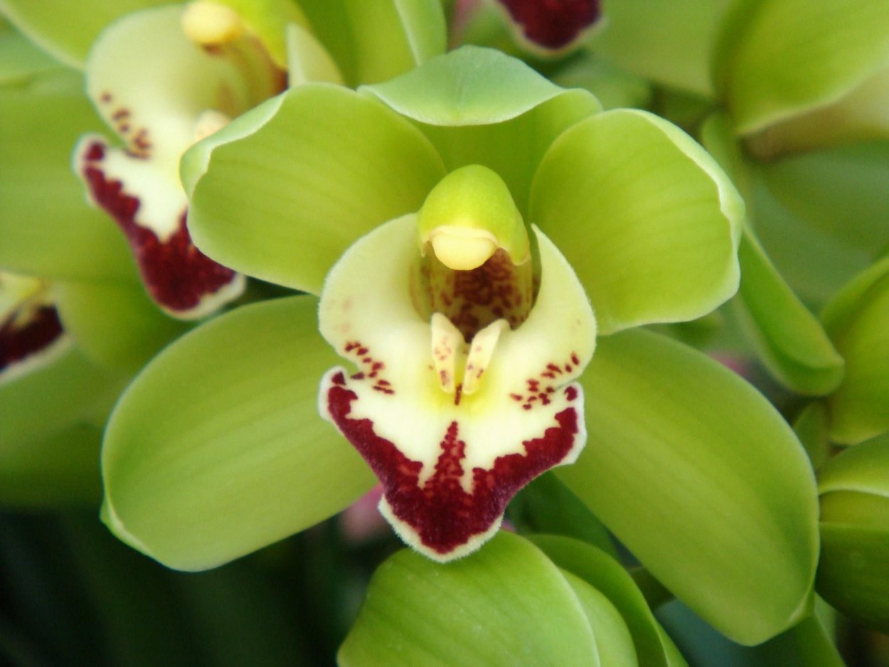 Орхидея Цимбидиум зеленая