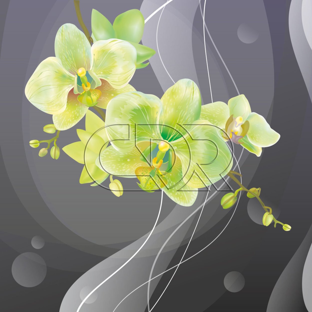 Орхидеи фон