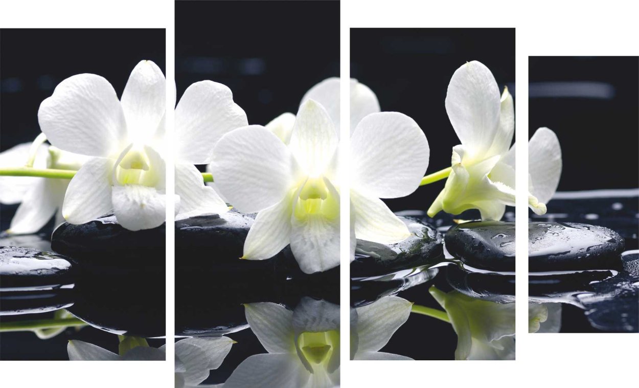 Пафиопедилум Cocoa Green