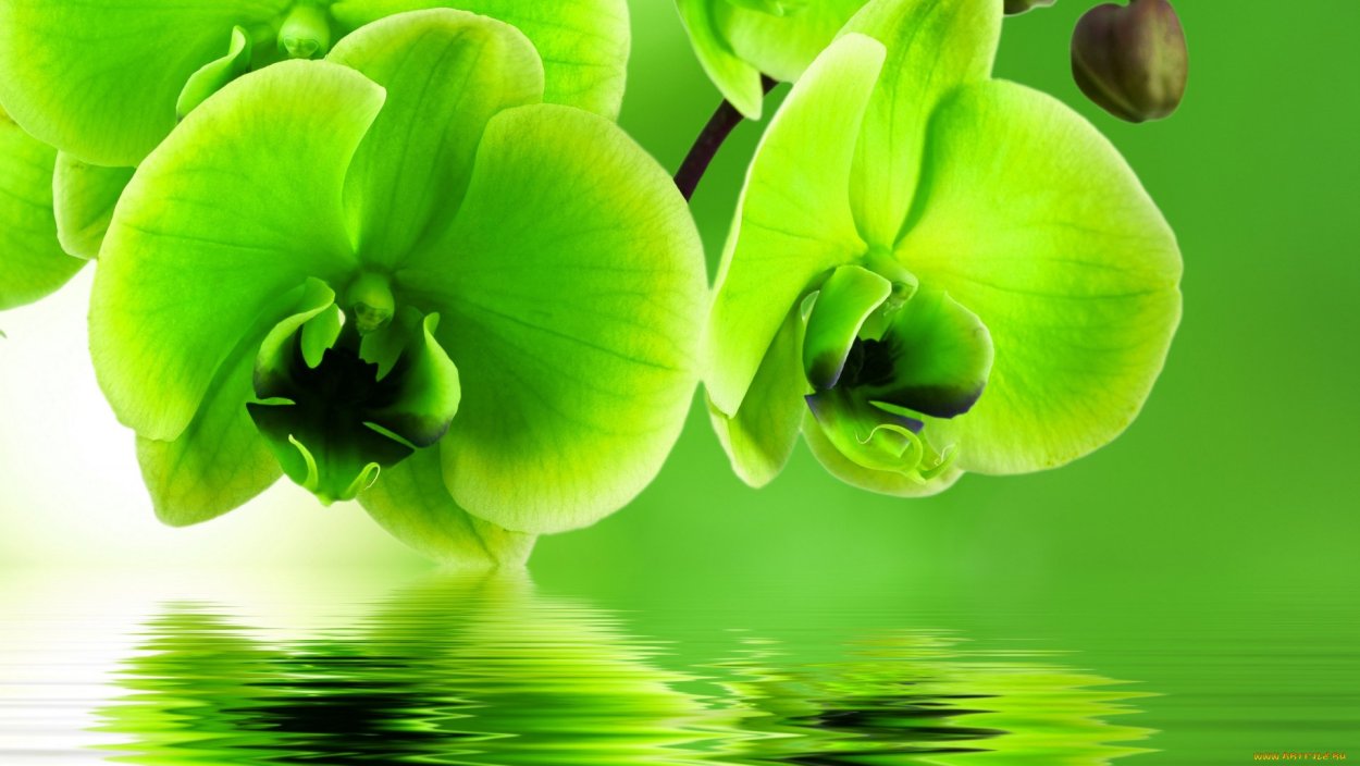 Открытки с орхидеями