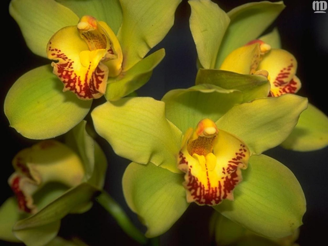 Зеленая Орхидея Помпадур