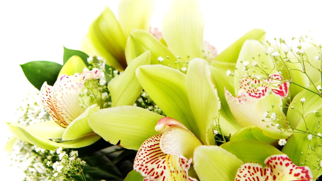 Картина Орхидея на черном фоне