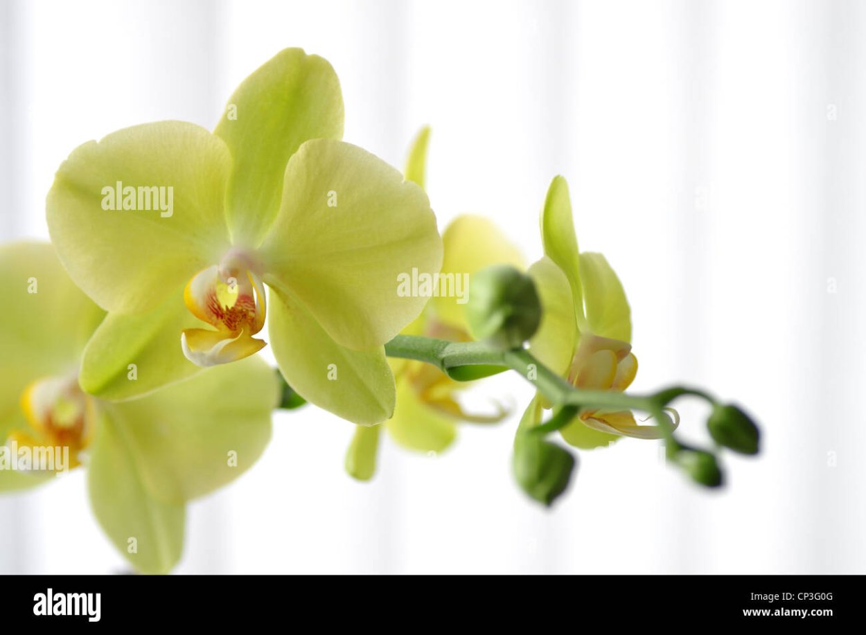 Орхидея на салатовом фоне