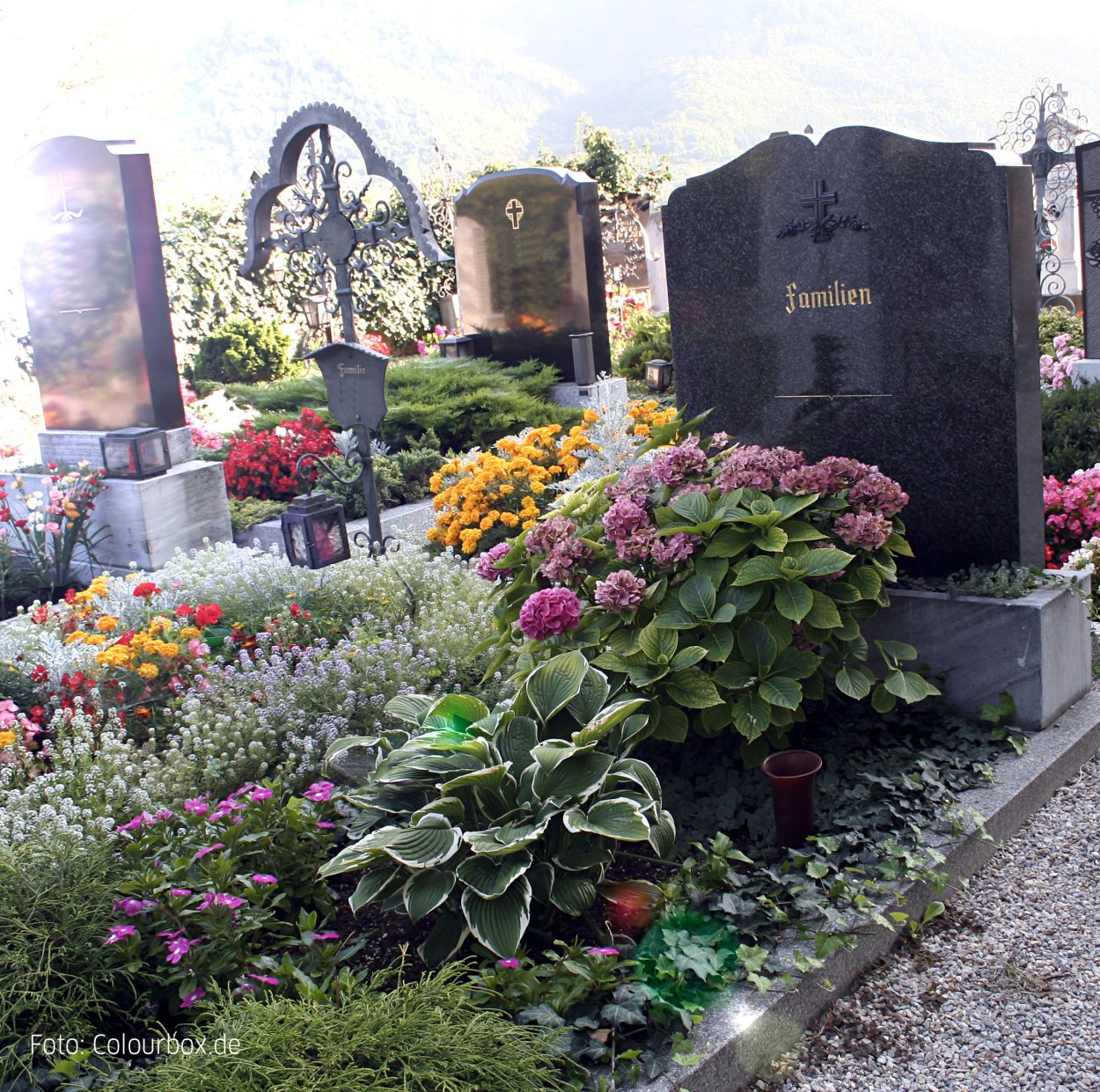 Многолетники на кладбище засухоустойчивые