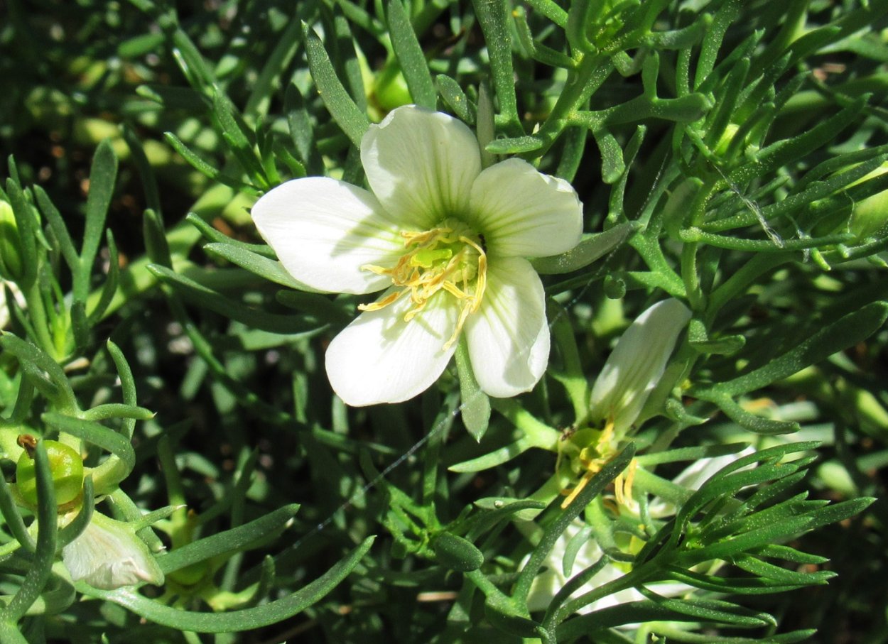 Гармала обыкновенная