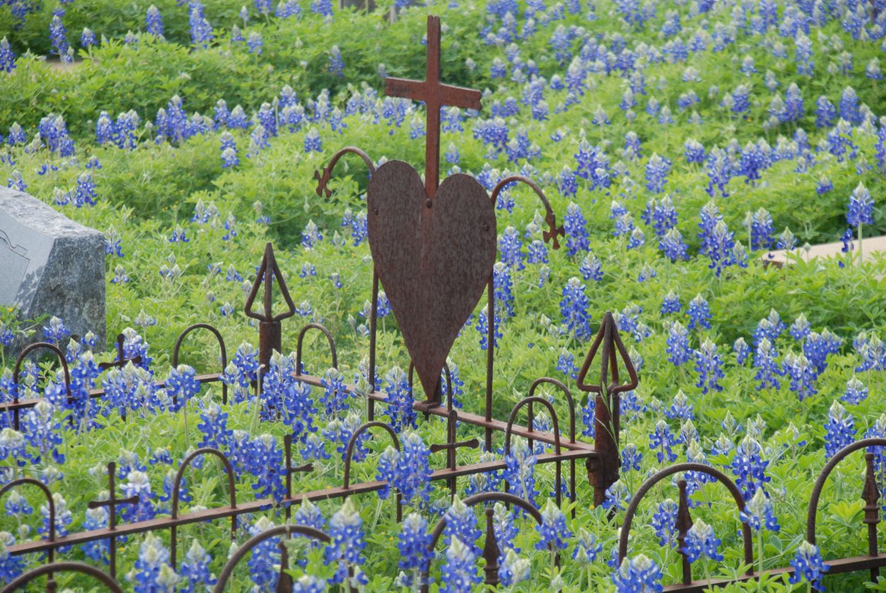 Синие цветочки на кладбище