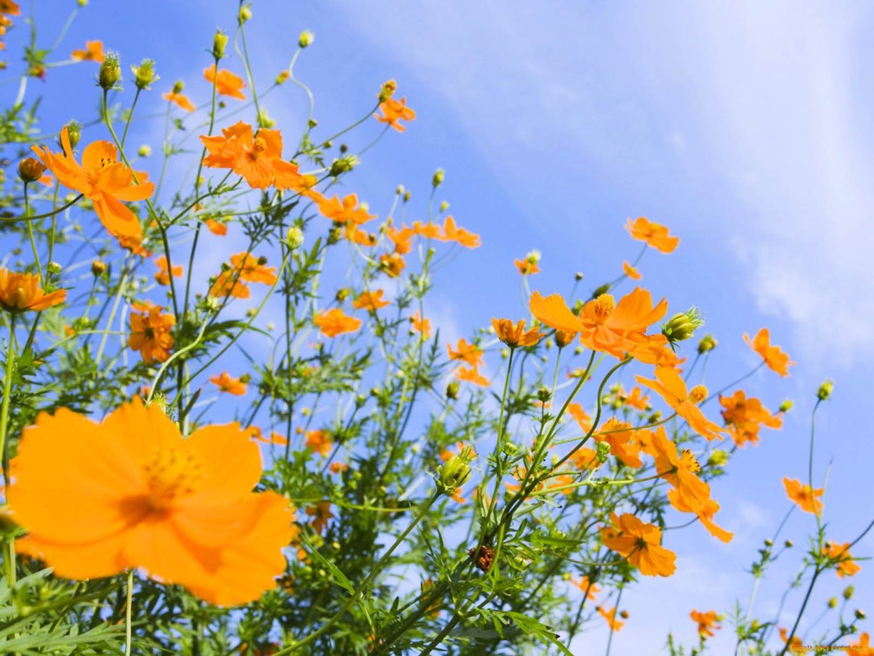 Космея и эшшольция