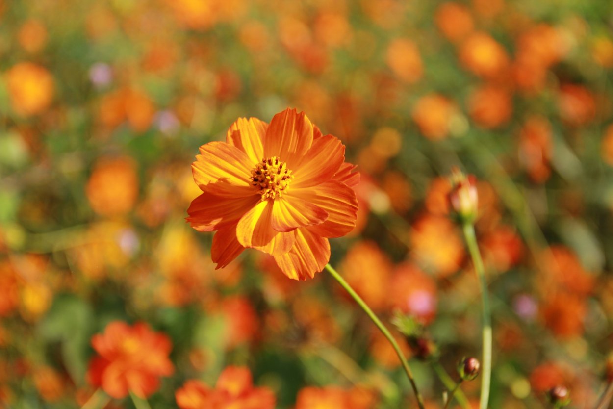 Оранжевые полевые цветы