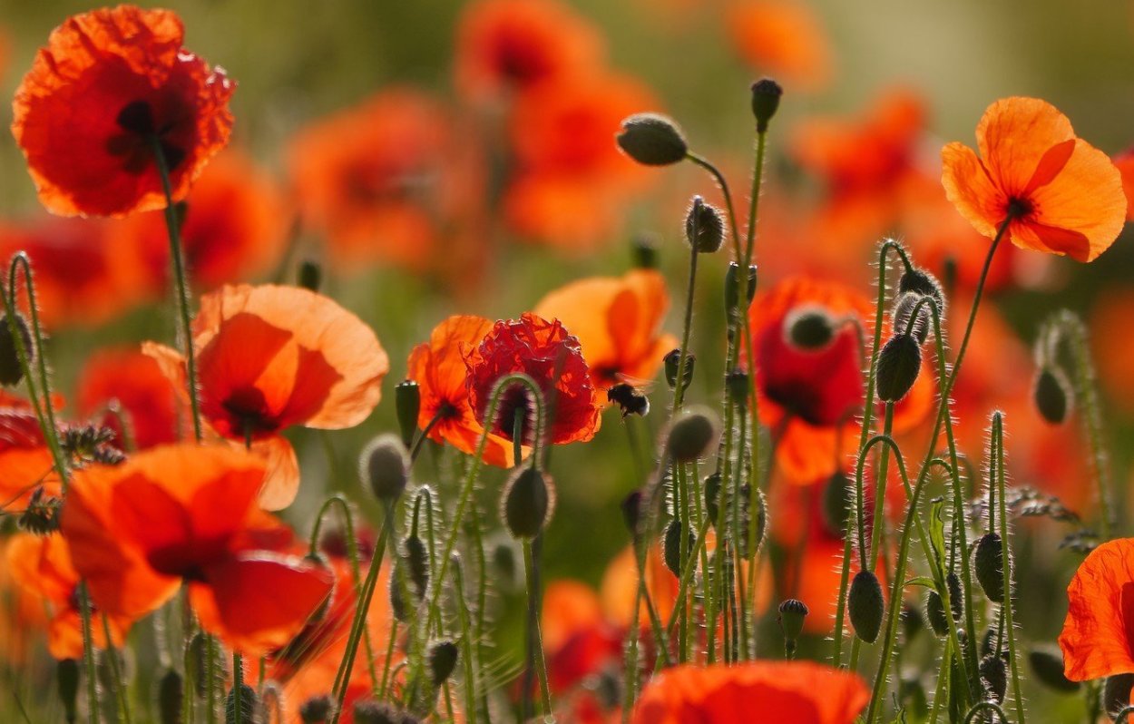 Полевые цветы календула