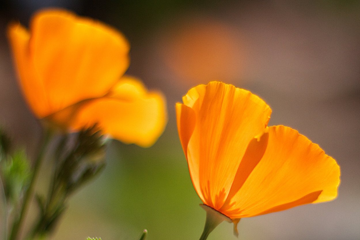 Оранжевые полевые цветы