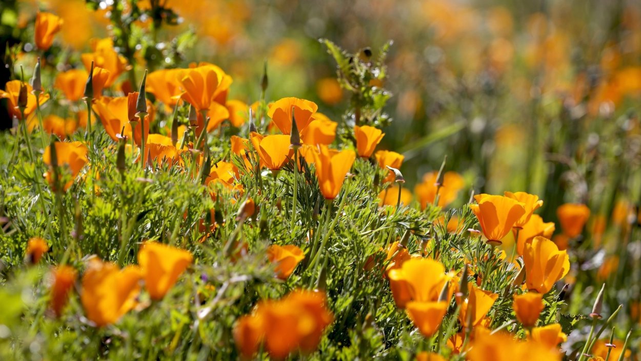 Эшшольция оранжевая