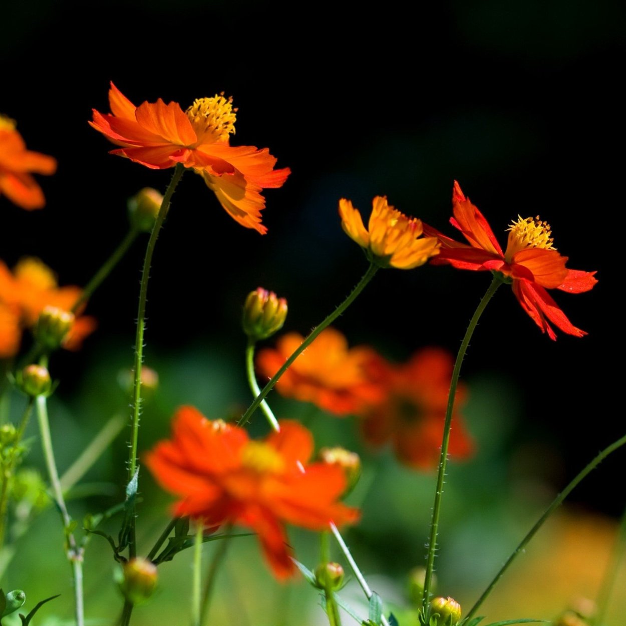 Оранжевые цветы