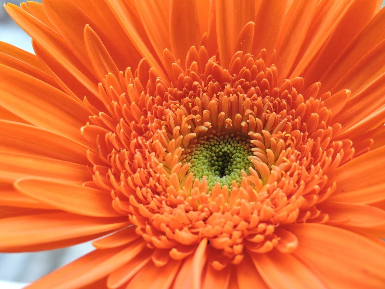 Космея оранжевая рисунок