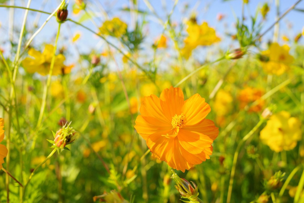 Оранжевый цветок название полевой