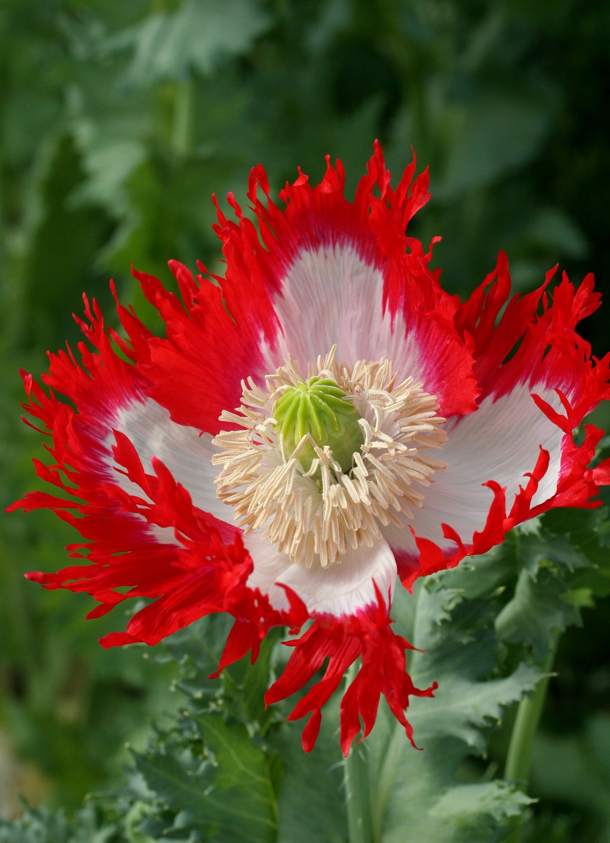 Семена розы