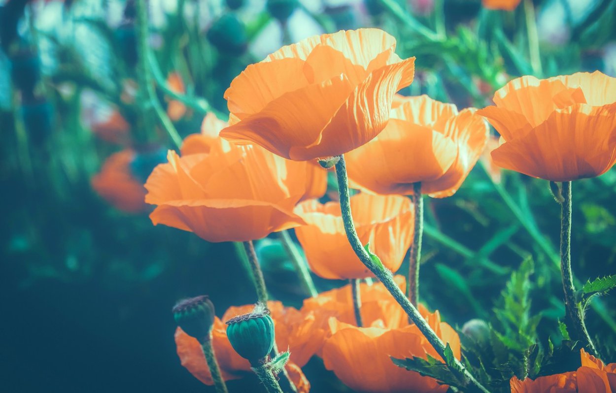 Цветы купальница оранжевая