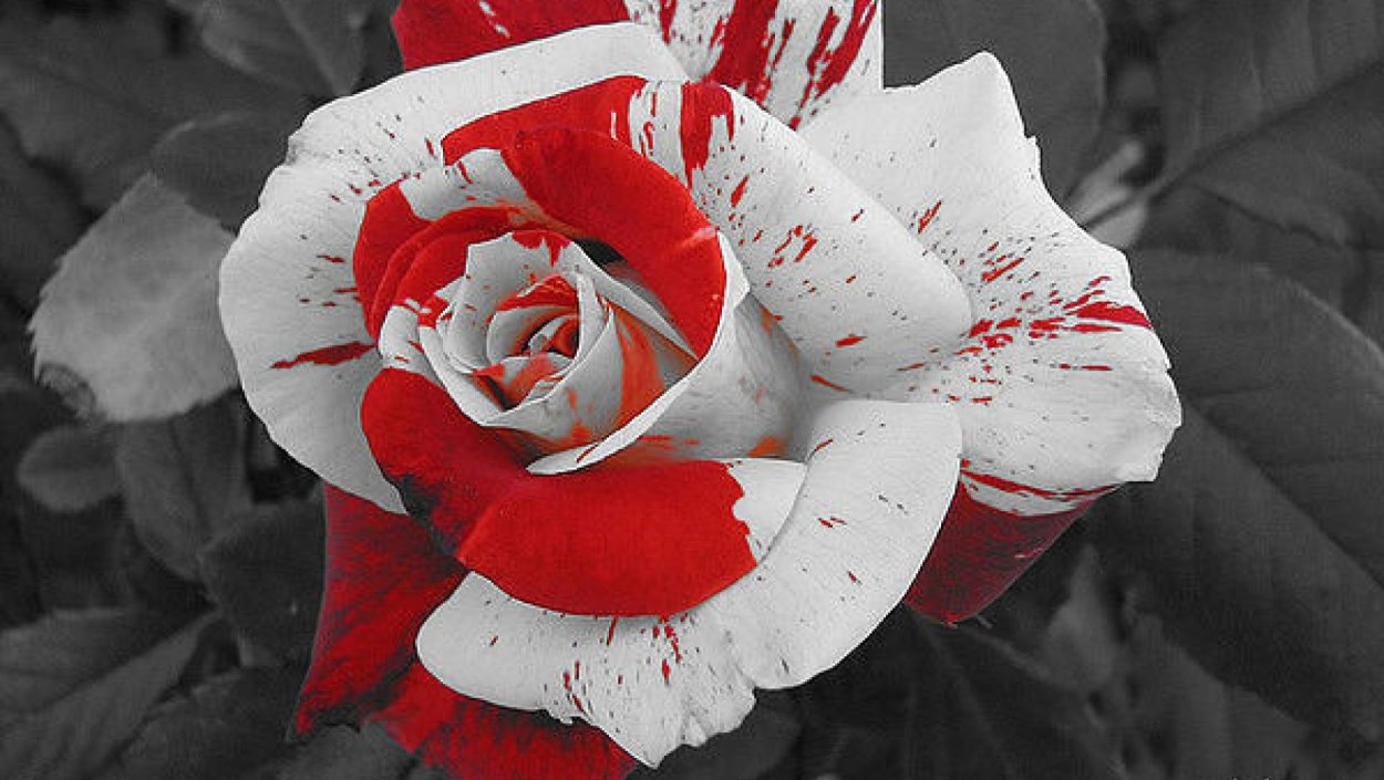 Банксия (Banksia) coccinea