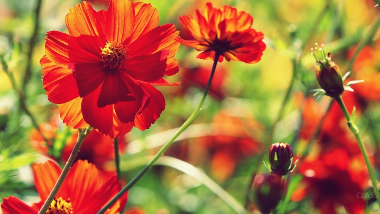 Космея оранжевая махровая