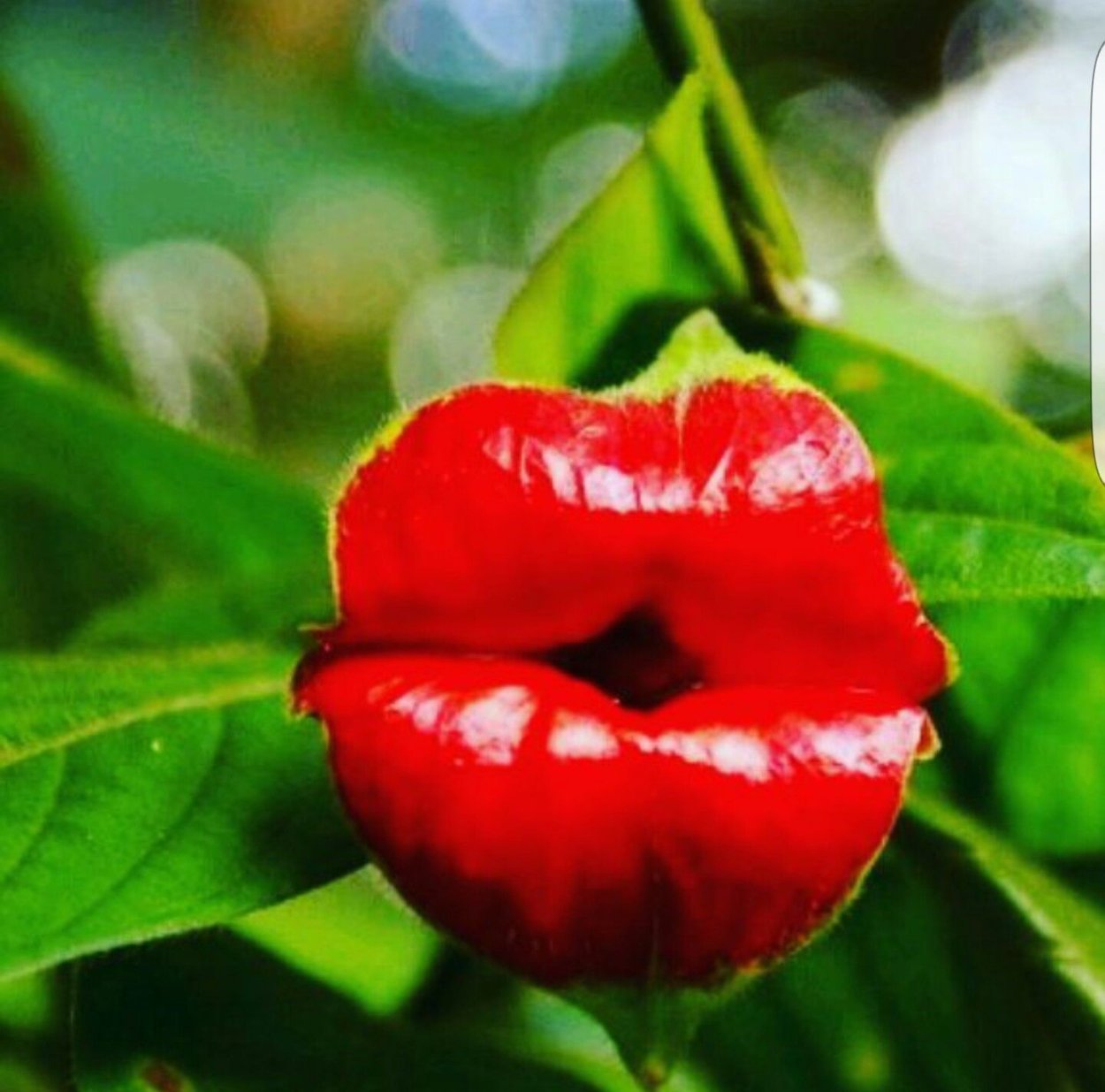 Красный гибискус – Red Hibiscus