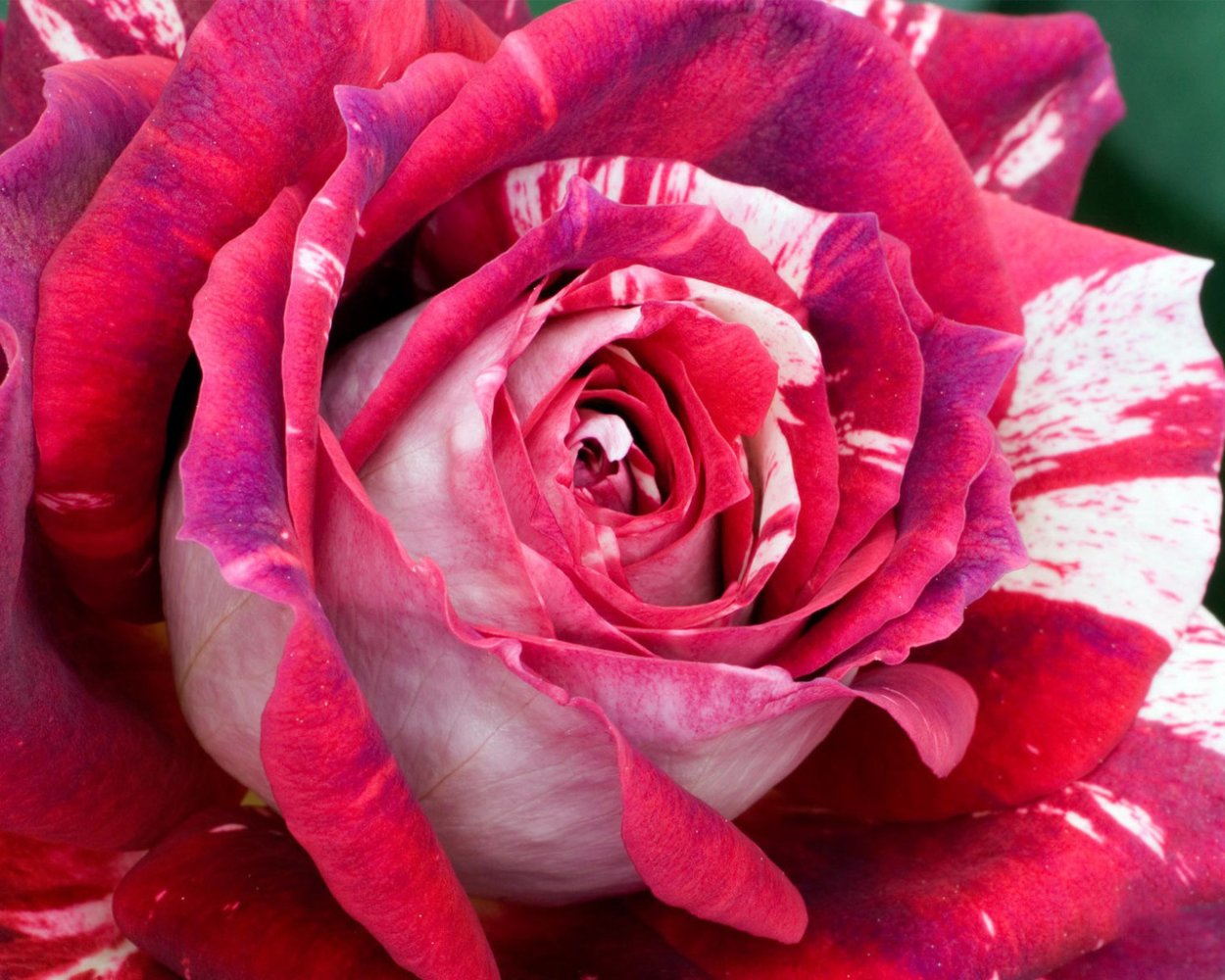 Красивые цветы