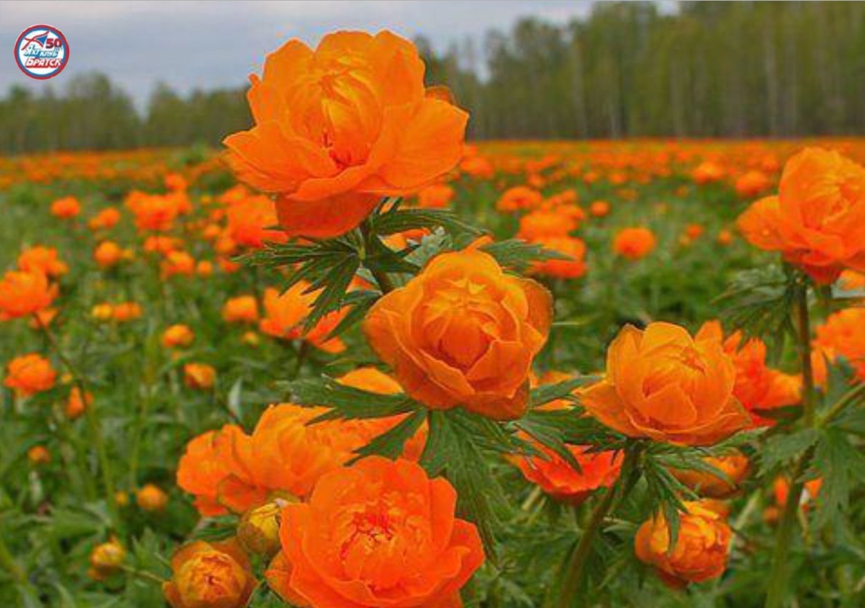 Желто оранжевые цветы