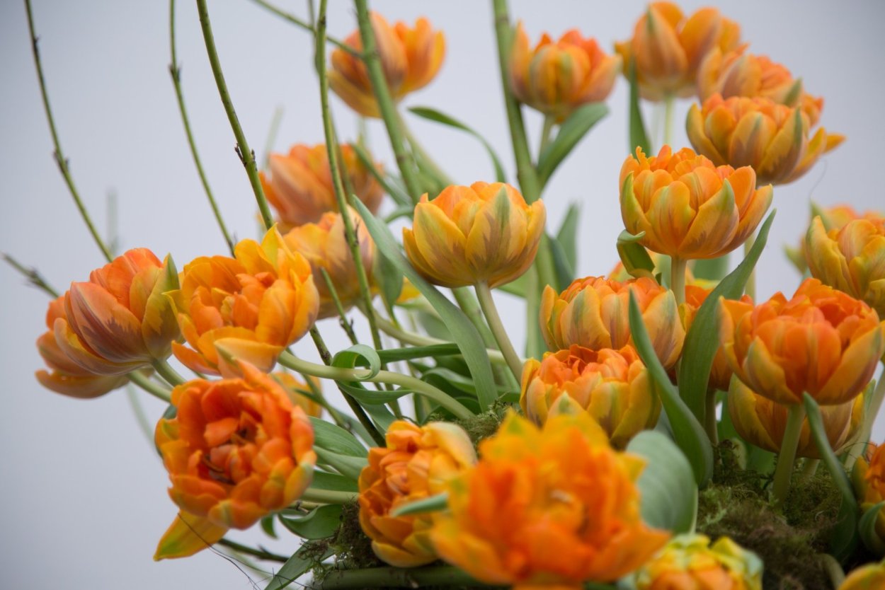 Цветы бархатцы Кракерьяк