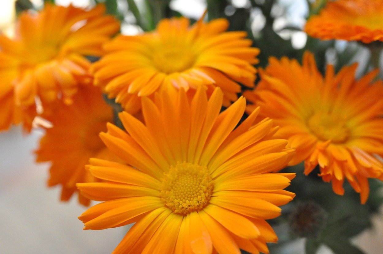 Гербера оранж спринг