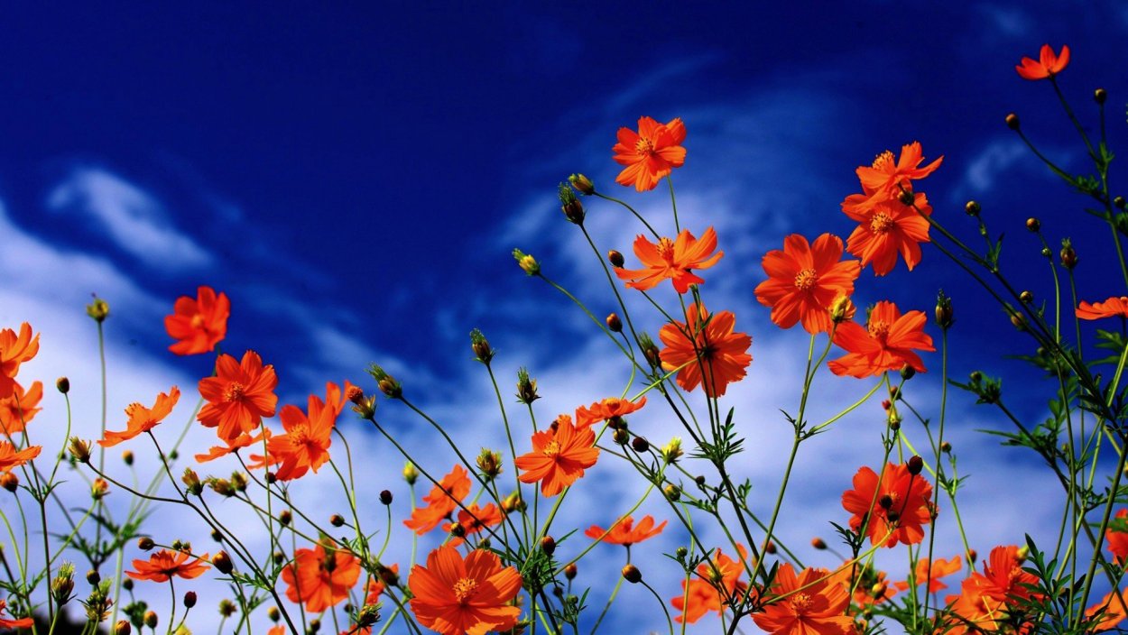 Имеретинский Шафран (бархатцы)