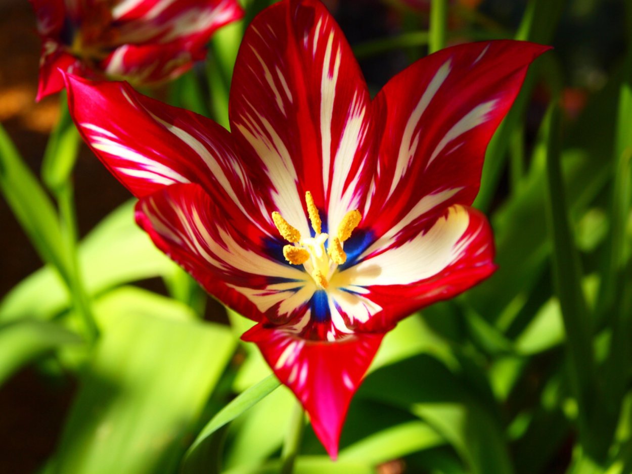 Растения Бразилии