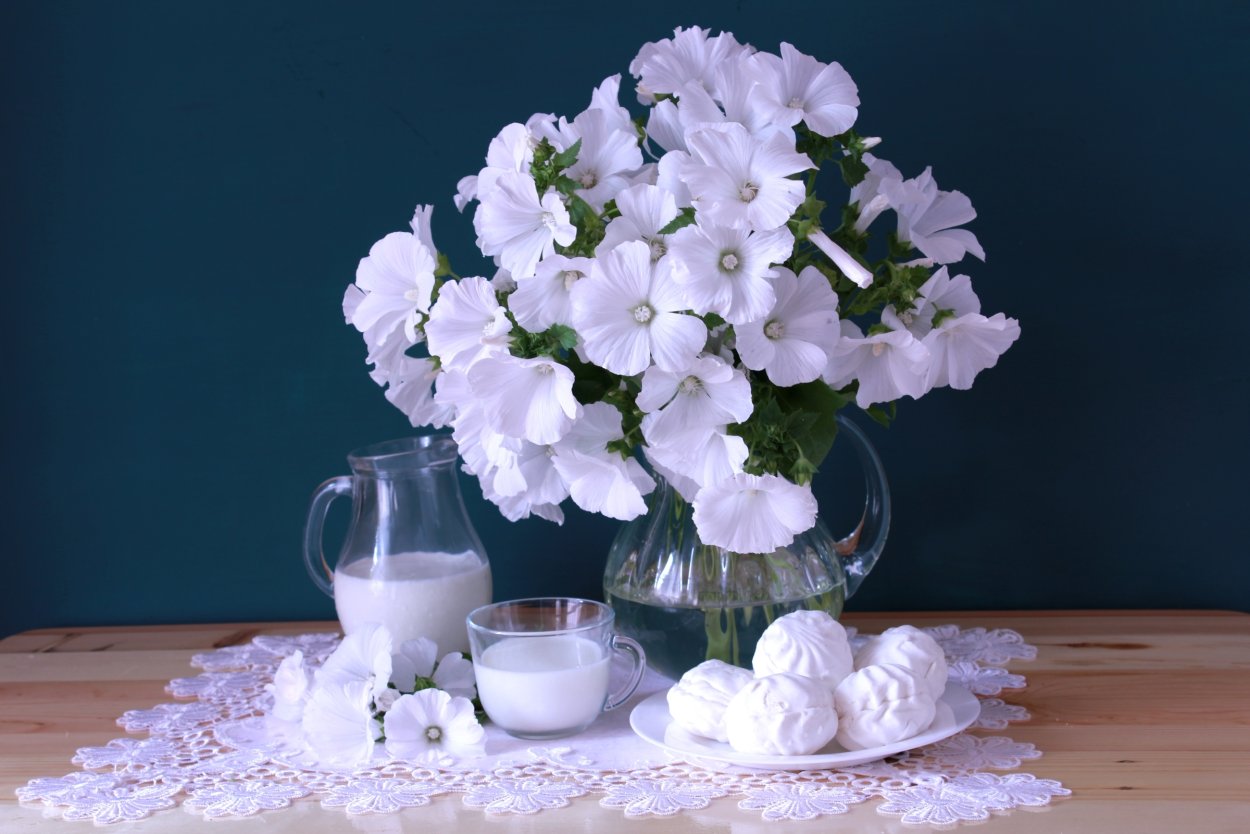 Лаватера белая букет