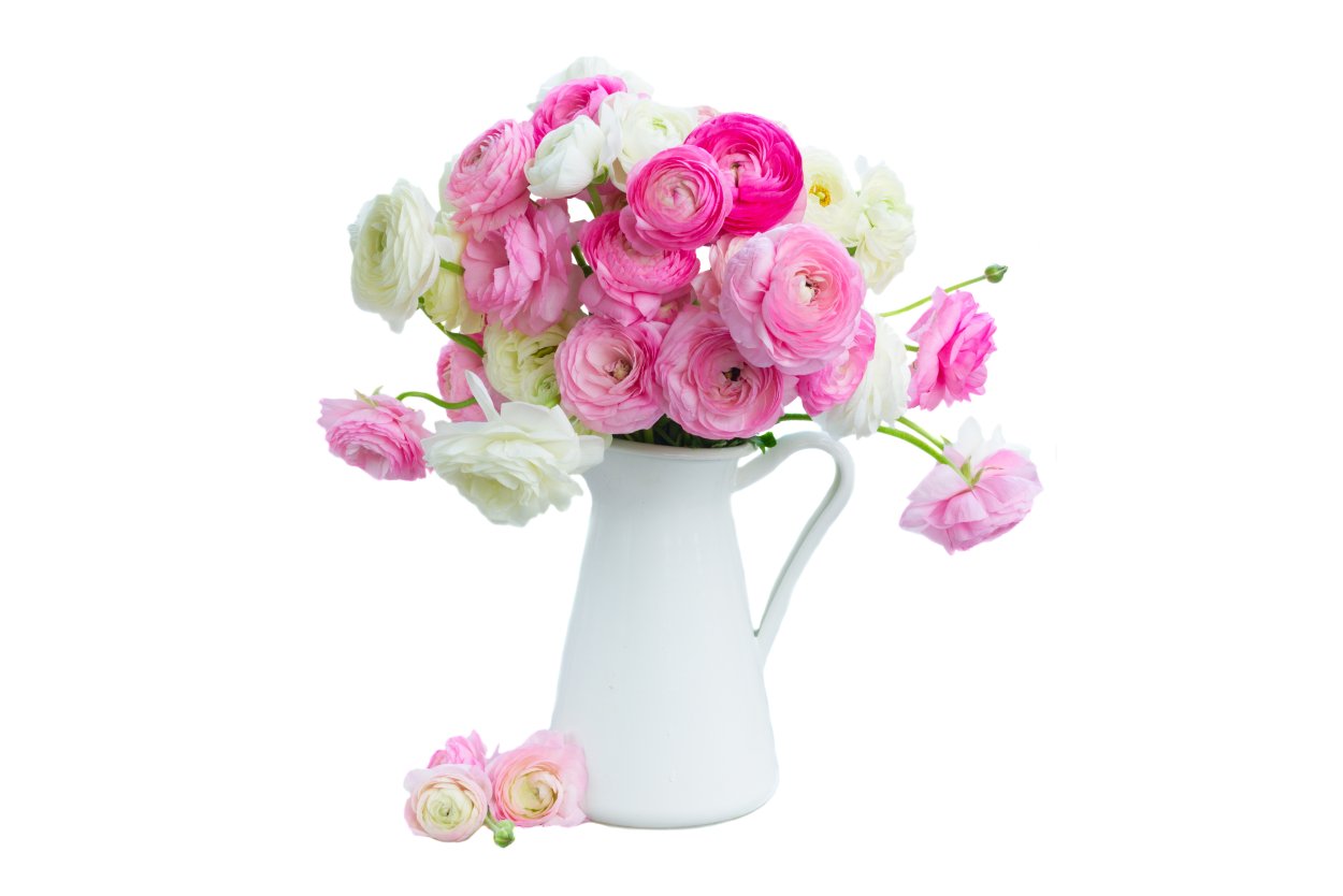 Ранункулюс цветы