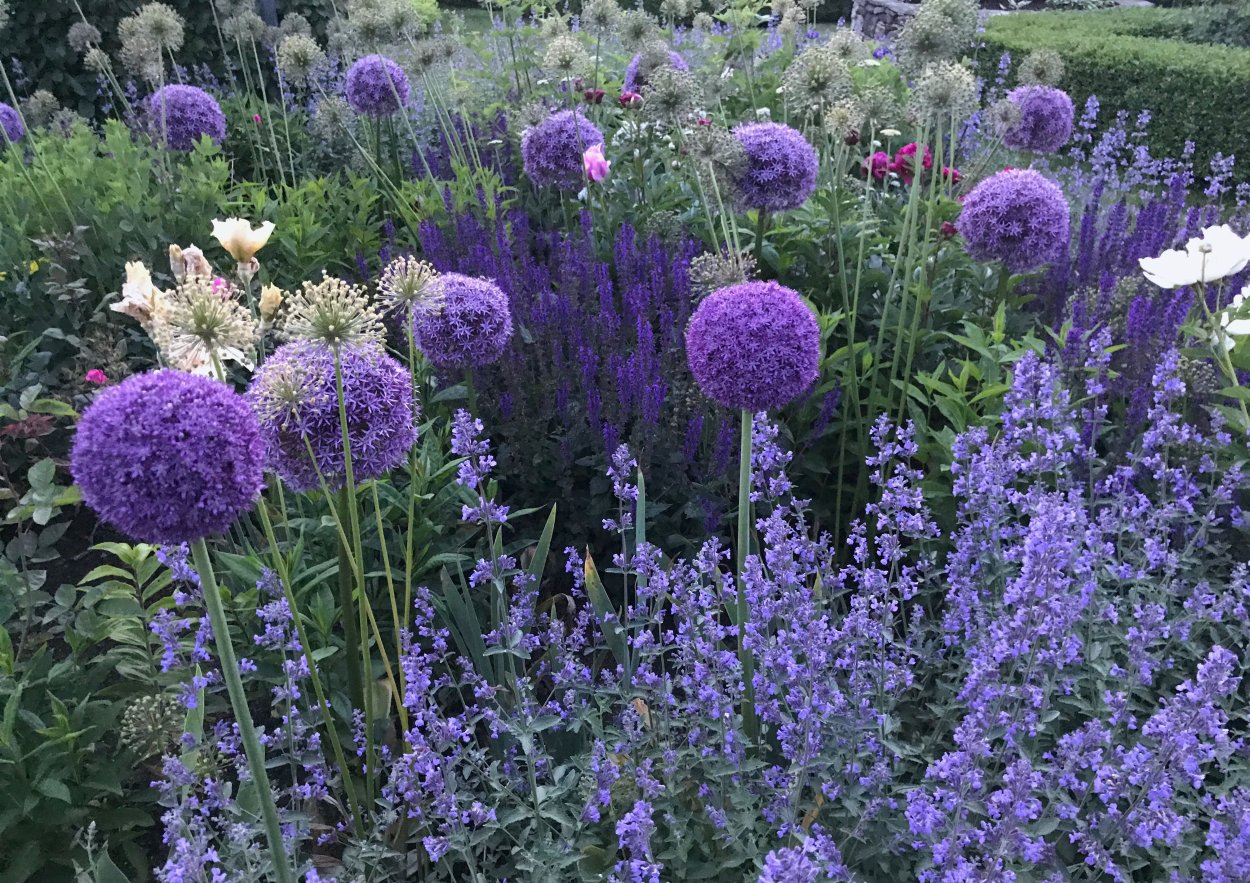 Аллиум и котовник