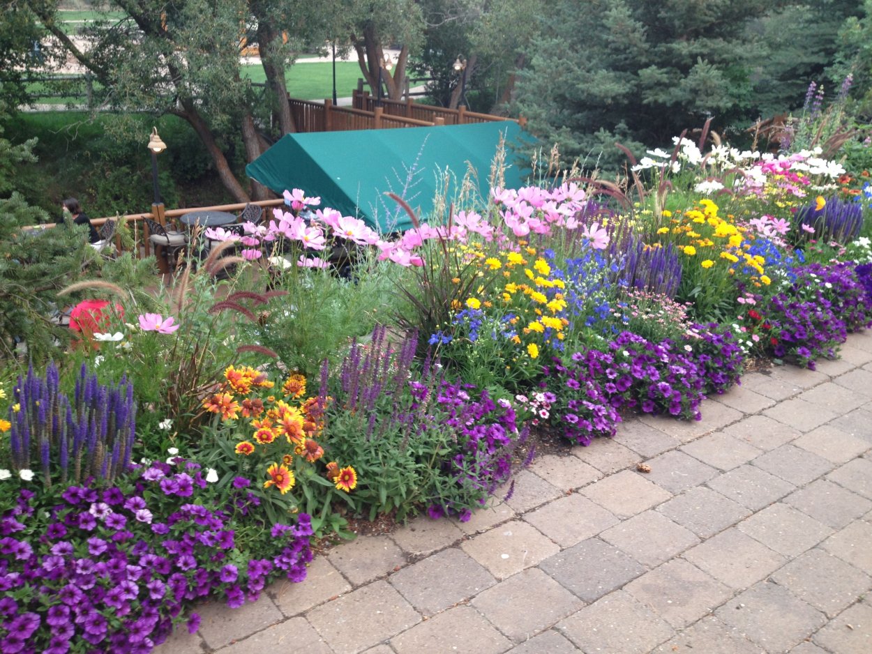 Рабатка из виолы