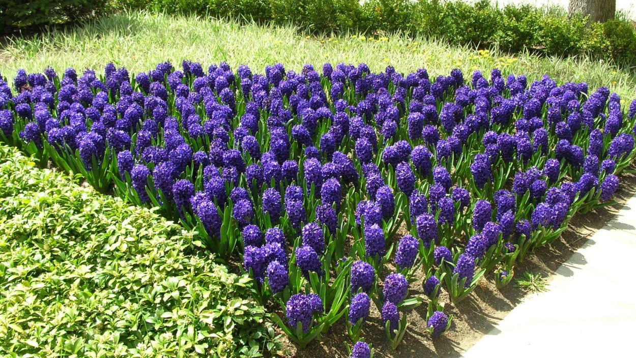 Аллиум котовник ландшафт