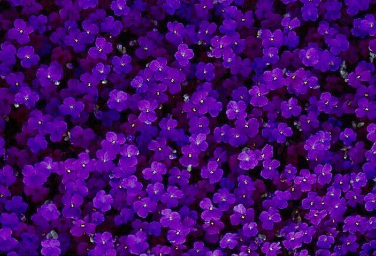 Вербена бонарская в цветнике