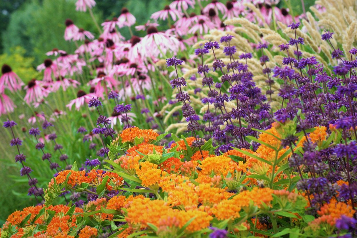 Шалфей мутовчатый Purple Rain в цветнике