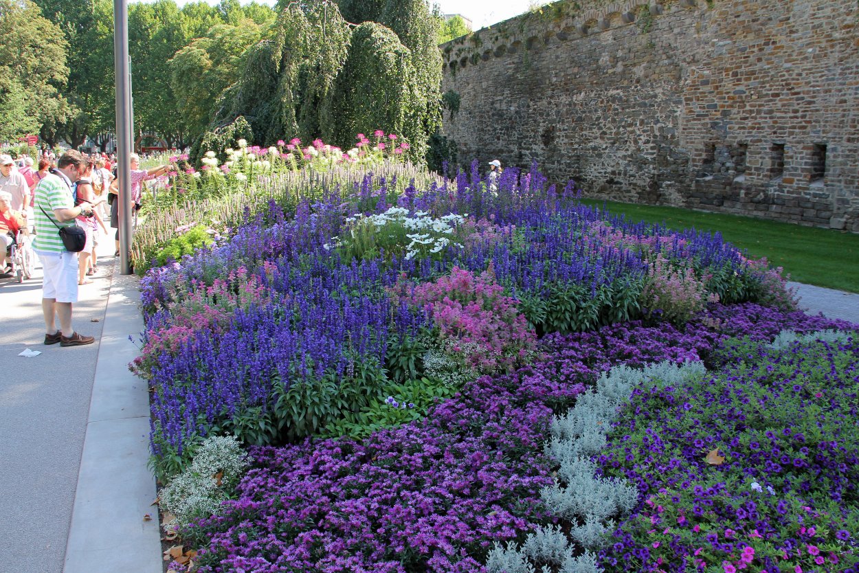 Фиолетовая клумба