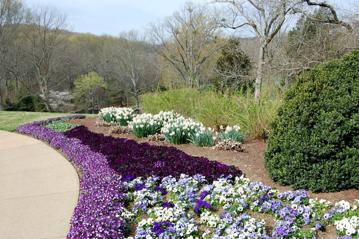 Лаванда с однолетниками