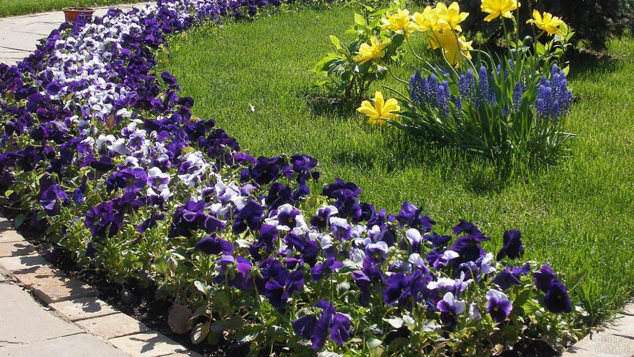 Анютины глазки Виола клумба