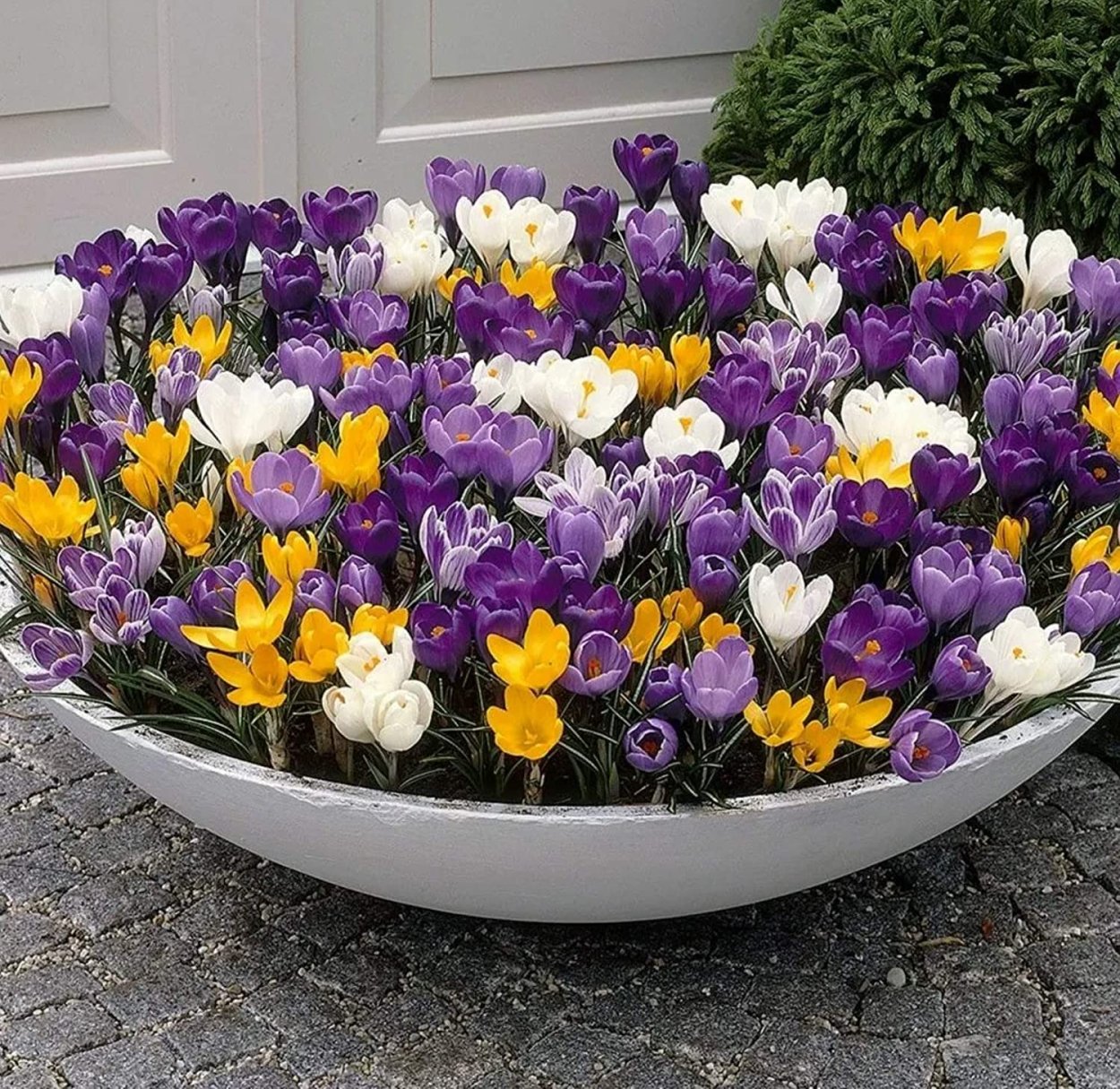 Зеленые однолетники для клумбы