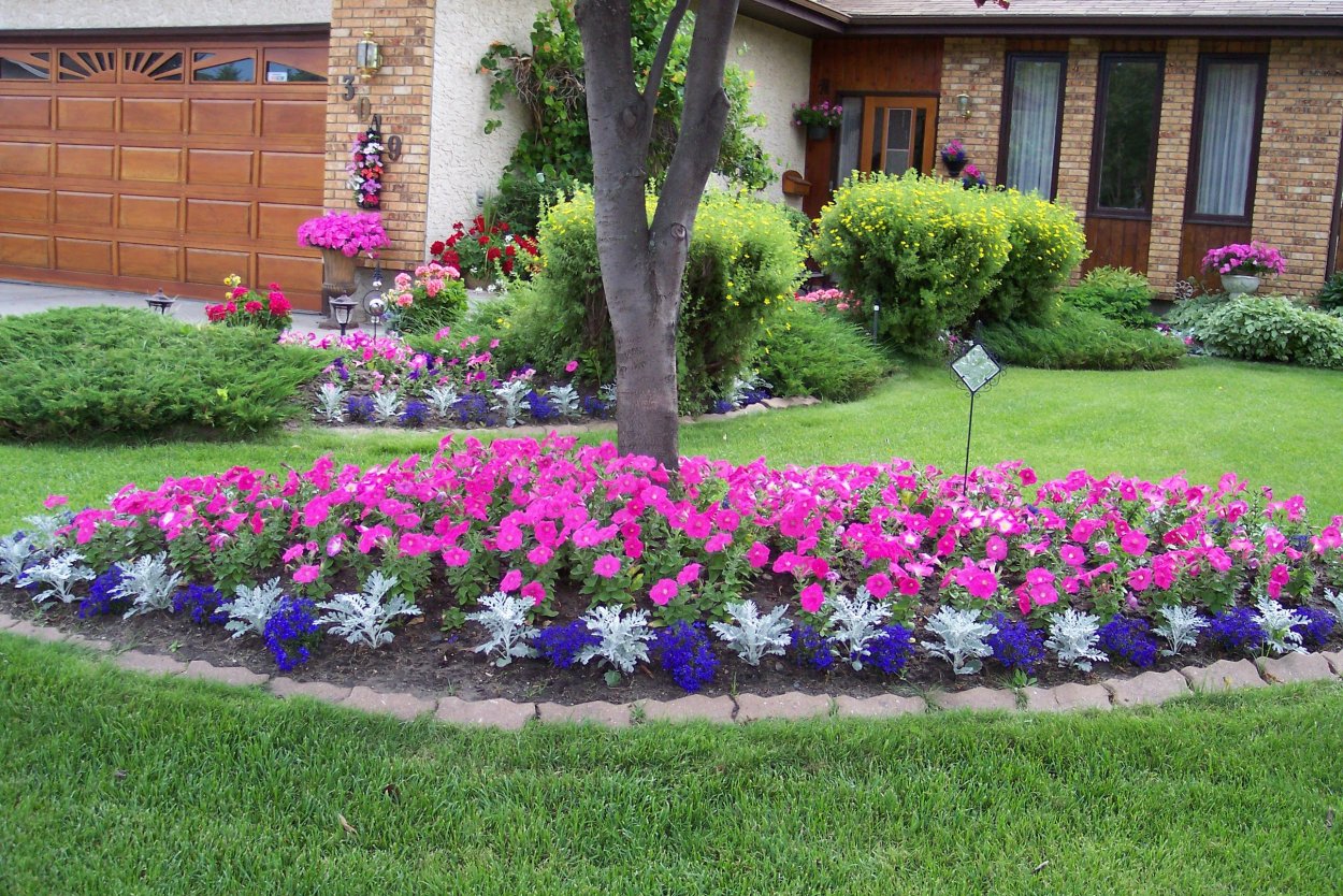 Агератум и алиссум