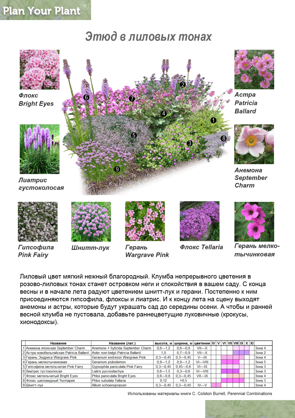 Рабатка Тунберга