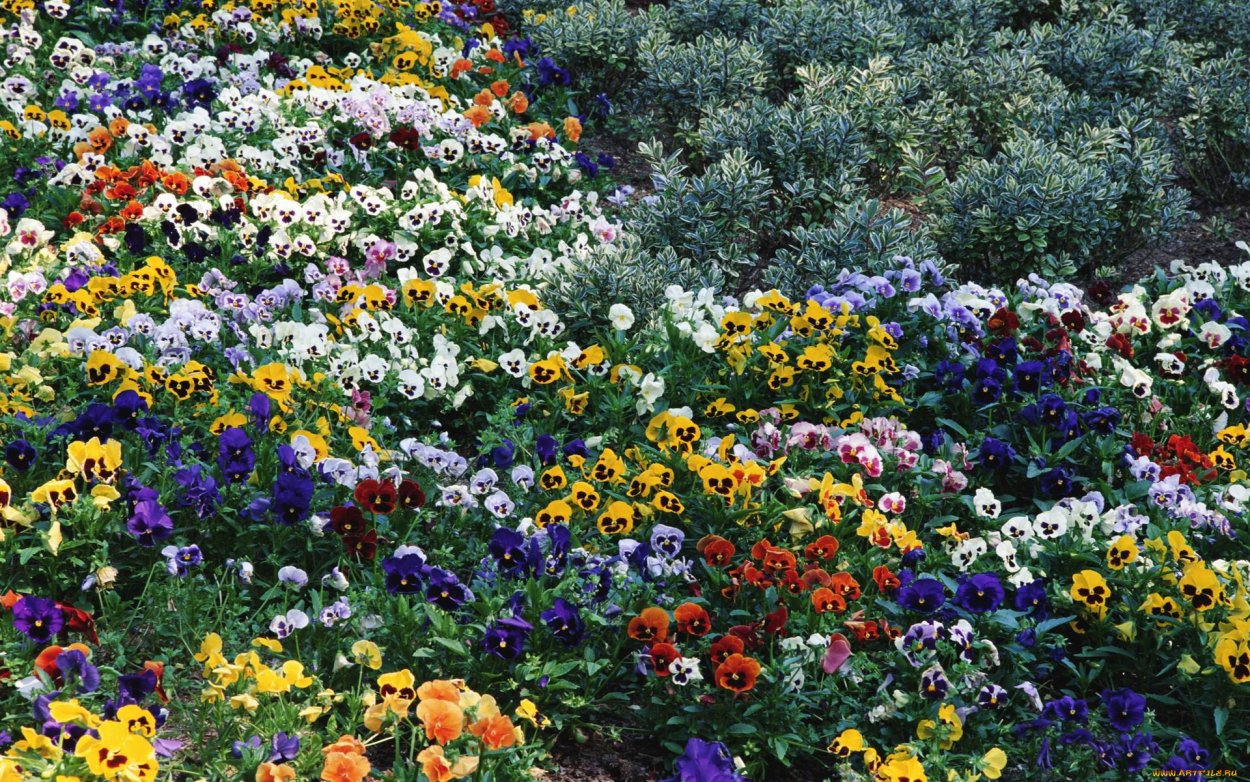 Обриета пурпурный Каскад