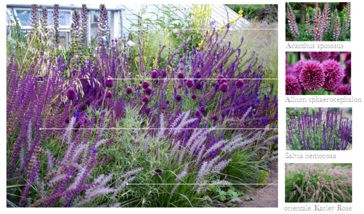 Алиссум Golf Violet