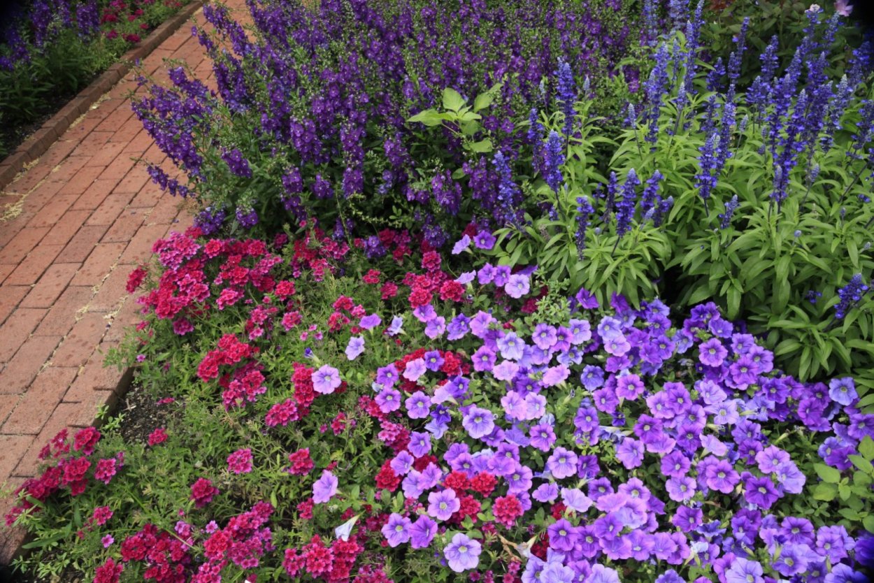 Сиреневый фон в мелкий цветочек