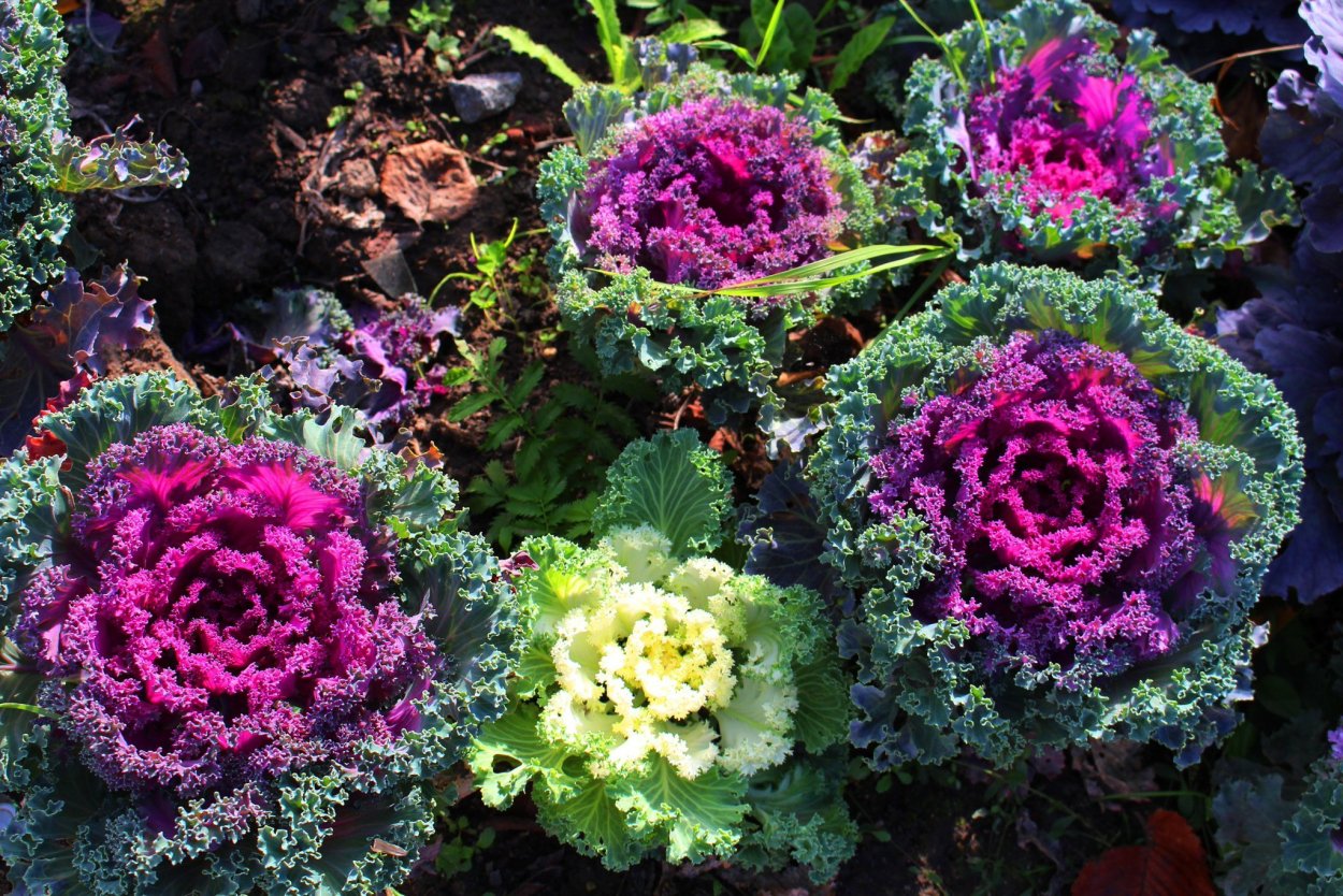 Лобелия в рабатке