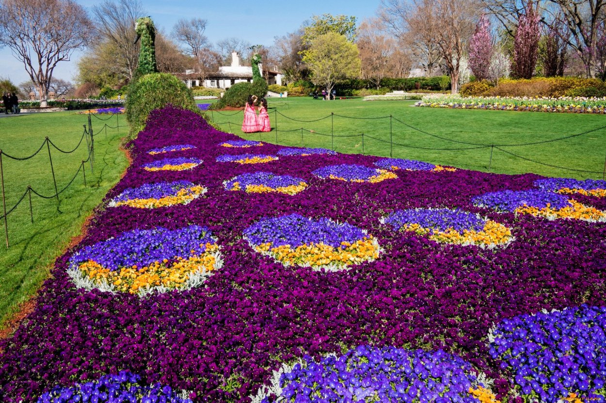 Цинерария Цветущая