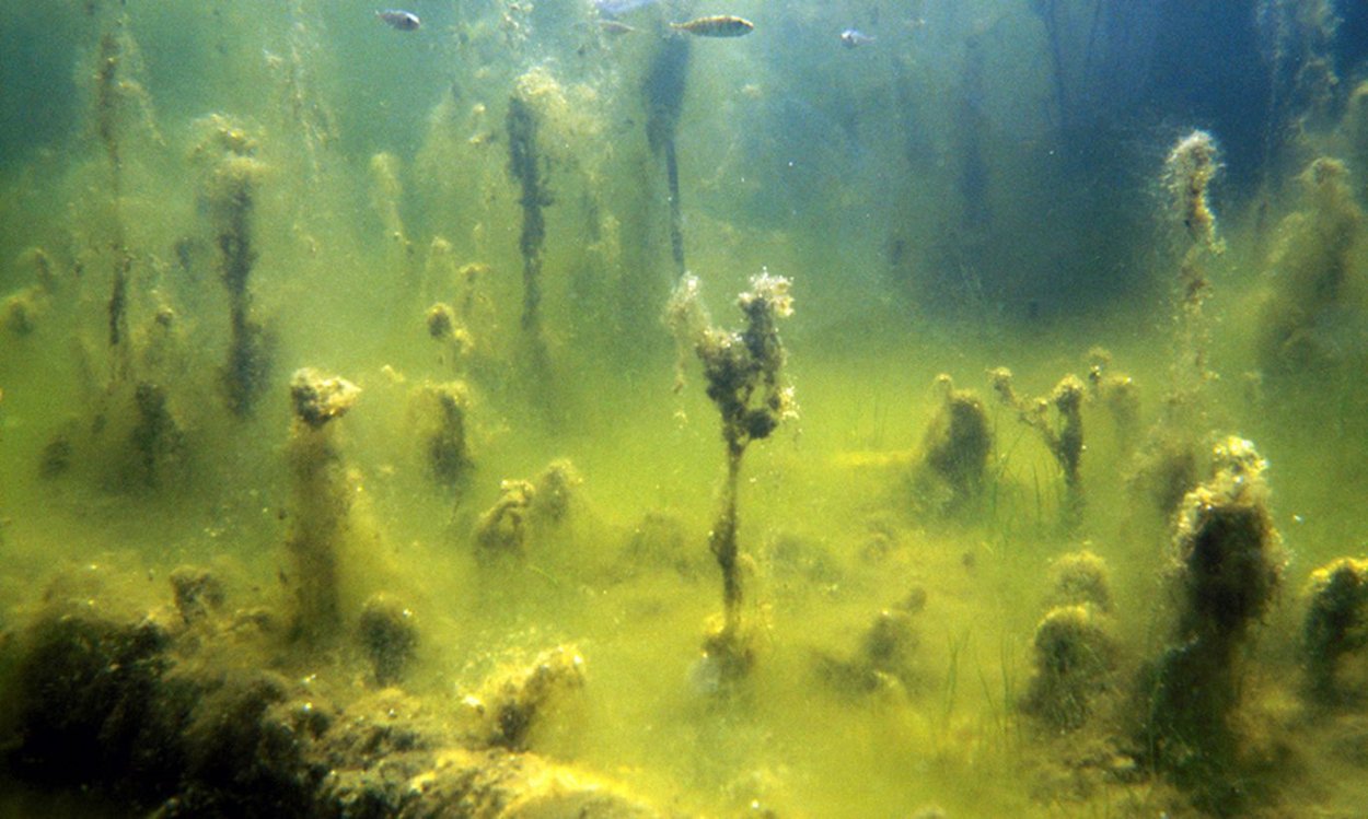 Зеленые водоросли в стоячей воде