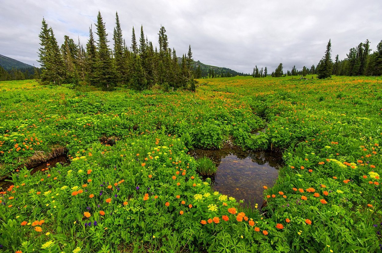 Цветы тайги Восточной Сибири